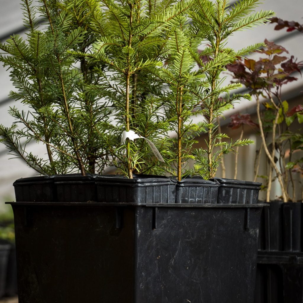 Treepots™ & Trays CP412CH 4 x 12" Treepot with corner holes