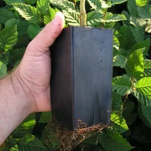 Anderson Plant Bandpots & Trays Kits