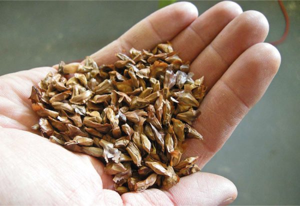 Seeds-in-hand